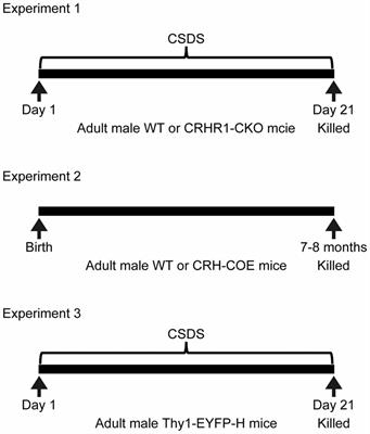 Chronic Stress Reduces Nectin-1 mRNA Levels and Disrupts Dendritic Spine Plasticity in the Adult Mouse Perirhinal Cortex